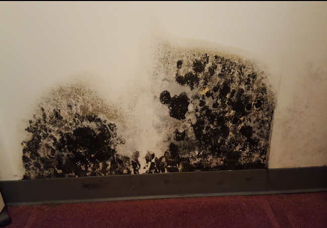 toxic-black-mold